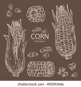 Collection of corn . hand drawn