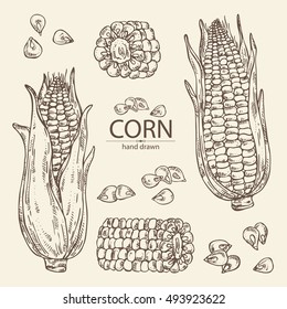 Collection of corn . hand drawn