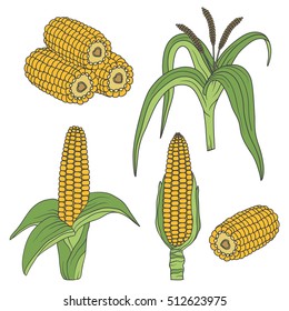 Collection of corn isolated. Hand drawn icons set vector. Colorful background with objects. Illustration with plants, good for printing. Decorative elements design