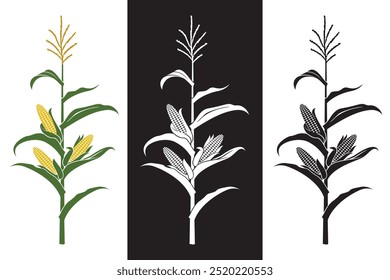 collection of corn stalk illustrations isolated on white and black background