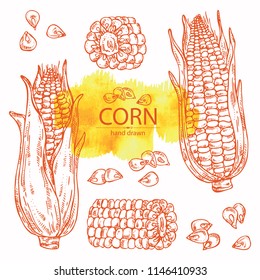 Collection of corn . Vector hand drawn illustration.