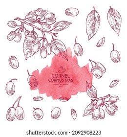 Collection of cornel: plant, leaves and cornel berries. Cornus mas. Cosmetic and medical plant. Vector hand drawn illustration