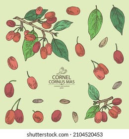 Collection of cornel: plant, leaves and cornel berries. Cornus mas. Cosmetic and medical plant. Vector hand drawn illustration