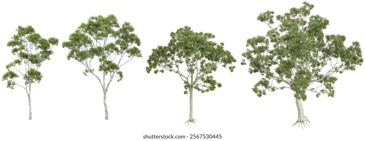 Collection of Corymbia plants on transparent background