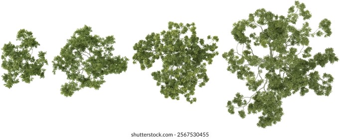 Collection of Corymbia plants on transparent background from the top view