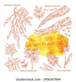 Sammlung kosmetischer und medizinischer Anlagen: sophora japonica Blume und Pod, Angelica sinensis root, Blumen von tribulus terrestris, isatis tinktoria Blumen. Kosmetische und medizinische Pflanze. Vektorhanddra