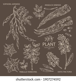 Sammlung kosmetischer und medizinischer Anlagen: sophora japonica Blume und Pod, Angelica sinensis root, Blumen von tribulus terrestris, isatis tinktoria Blumen. Kosmetische und medizinische Pflanze. Vektorhanddra