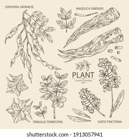 Collection of cosmetic and medical plant: sophora japonica flower and pod, angelica sinensis root, flowers of tribulus terrestris, isatis tinctoria flowers. Cosmetic and medical plant. Vector hand dra