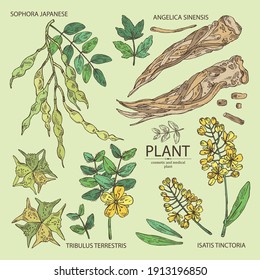 Collection of cosmetic and medical plant: sophora japonica flower and pod, angelica sinensis root, flowers of tribulus terrestris, isatis tinctoria flowers. Cosmetic and medical plant. Vector hand dra