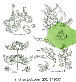 Sammlung kosmetischer und medizinischer Pflanzen: alpinia galanga, baile fruit, ymnema sylvestre, sophora japonica. Handgezeichnete Vektorgrafik