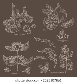 Collection of cosmetic and medical plants: alpinia galanga, baile fruit, ymnema sylvestre, sophora japonica. Vector hand drawn illustration