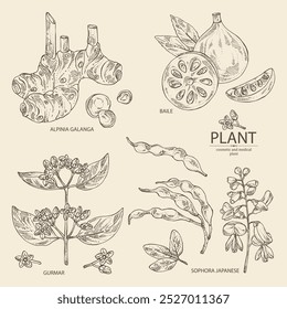 Sammlung kosmetischer und medizinischer Pflanzen: alpinia galanga, baile fruit, ymnema sylvestre, sophora japonica. Handgezeichnete Vektorgrafik