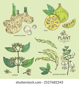 Sammlung kosmetischer und medizinischer Pflanzen: alpinia galanga, baile fruit, ymnema sylvestre, sophora japonica. Handgezeichnete Vektorgrafik