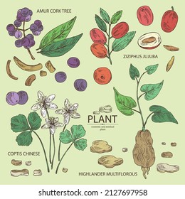 Colección de plantas cosméticas y médicas: bayas de corcho de amur, flores chinas de coptis, frutos de ziziphus Juyuba, raíces multiflorosas de alta lander. Ilustración dibujada a mano por el vector