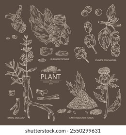 Collection of cosmetic and medical plants: baikal skullcap, rheum officinale, carthamus tinctorius, schisandra chinensisi. Vector hand drawn illustration