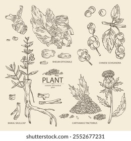 Collection of cosmetic and medical plants: baikal skullcap, rheum officinale, carthamus tinctorius, schisandra chinensisi. Vector hand drawn illustration