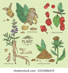 Collection of cosmetic and medical plants: baikal skullcap, rheum officinale, carthamus tinctorius, schisandra chinensisi. Vector hand drawn illustration