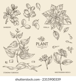 Collection of cosmetic and medical plants: barberry berries, perilla, stemona tuberosa, wikstroemia indica. Vector hand drawn illustration