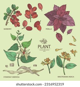 Colección de plantas cosméticas y médicas: bayas, perilla, stemona tuberosa, wikstroemia indica. Ilustración dibujada a mano por el vector