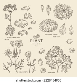Collection of cosmetic and medical plants: cnidium tuber, ligusticum wallichii, saussurea laniceps, meadow foam and hawthorn berries. Vector hand drawn illustration