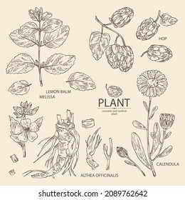 Collection of cosmetic and medical plants: cone of hops, calendula flowers, melissa, lemon balm and althea officinalis flower. Vector hand drawn illustration