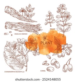 Collection of cosmetic and medical plants: cornel berries, bacopa monier, brahmi, angelica sinensis root, chonemorpha macrofylla. Vector hand drawn illustration