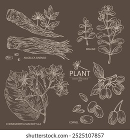 Collection of cosmetic and medical plants: cornel berries, bacopa monier, brahmi, angelica sinensis root, chonemorpha macrofylla. Vector hand drawn illustration