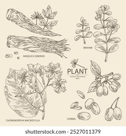 Colección de plantas cosméticas y médicas: bayas de cornel, bacopa monier, brahmi, raíz de angélica sinensis, chonemorpha macrofylla. Vector dibujado a mano ilustración