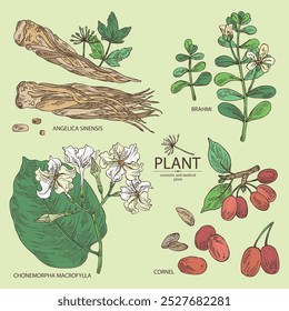 Collection of cosmetic and medical plants: cornel berries, bacopa monier, brahmi, angelica sinensis root, chonemorpha macrofylla. Vector hand drawn illustration