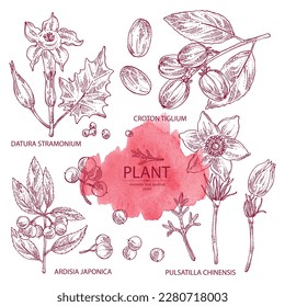 Collection of cosmetic and medical plants: datura stramonium, pulsatilla chinensis, croton tiglium, ardisia japonica. Vector hand drawn illustration