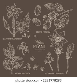 Collection of cosmetic and medical plants: datura stramonium, pulsatilla chinensis, croton tiglium, ardisia japonica. Vector hand drawn illustration