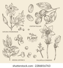 Collection of cosmetic and medical plants: datura stramonium, pulsatilla chinensis, croton tiglium, ardisia japonica. Vector hand drawn illustration