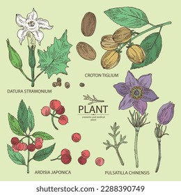 Collection of cosmetic and medical plants: datura stramonium, pulsatilla chinensis, croton tiglium, ardisia japonica. Vector hand drawn illustration