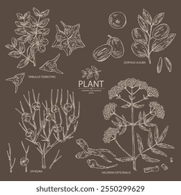 Sammlung kosmetischer und medizinischer Pflanzen: Ephedra, Tribulus terrestris, Ziziphus Juyuba, Valeriana officinalis. Handgezeichnete Vektorgrafik