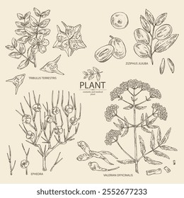 Collection of cosmetic and medical plants: ephedra, tribulus terrestris, ziziphus Juyuba, valeriana officinalis. Vector hand drawn illustration