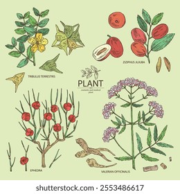 Collection of cosmetic and medical plants: ephedra, tribulus terrestris, ziziphus Juyuba, valeriana officinalis. Vector hand drawn illustration