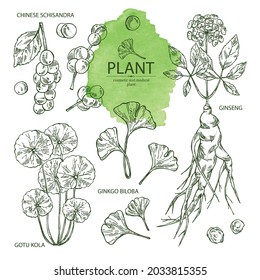 Collection of cosmetic and medical plants: ginkgo biloba, ginseng root, centella asian gotu kola and schisandra chinese. Vector hand drawn illustration