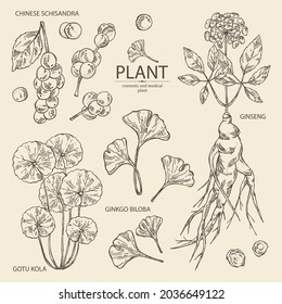 Collection of cosmetic and medical plants: ginkgo biloba, ginseng root, centella asian gotu kola and schisandra chinese. Vector hand drawn illustration