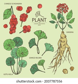 Collection of cosmetic and medical plants: ginkgo biloba, ginseng root, centella asian gotu kola and schisandra chinese. Vector hand drawn illustration