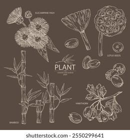 Collection of cosmetic and medical plants: hawthorn, bamboo, lotus seed, elecampane flower. Vector hand drawn illustration