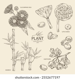 Collection of cosmetic and medical plants: hawthorn, bamboo, lotus seed, elecampane flower. Vector hand drawn illustration