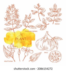 Collection of cosmetic and medical plants: houttuynia cordata, bengal quince, baile fruit ,indigo and lawsonia inermis. Vector hand drawn illustration