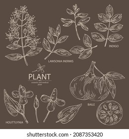 Collection of cosmetic and medical plants: houttuynia cordata, bengal quince, baile fruit ,indigo and lawsonia inermis. Vector hand drawn illustration