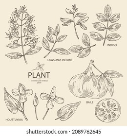 Collection of cosmetic and medical plants: houttuynia cordata, bengal quince, baile fruit ,indigo and lawsonia inermis. Vector hand drawn illustration