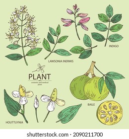 Collection of cosmetic and medical plants: houttuynia cordata, bengal quince, baile fruit ,indigo and lawsonia inermis. Vector hand drawn illustration