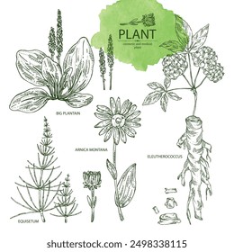 Collection of cosmetic and medical plants: large plantain, arnica montana, equisetum, eleutherococcus. Vector hand drawn illustration