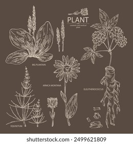 Collection of cosmetic and medical plants: large plantain, arnica montana, equisetum, eleutherococcus. Vector hand drawn illustration