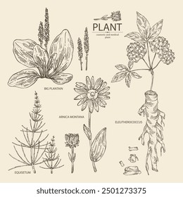 Collection of cosmetic and medical plants: large plantain, arnica montana, equisetum, eleutherococcus. Vector hand drawn illustration