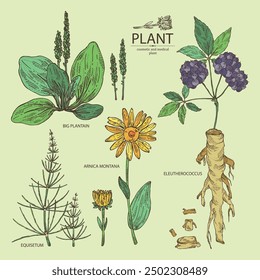 Collection of cosmetic and medical plants: large plantain, arnica montana, equisetum, eleutherococcus. Vector hand drawn illustration