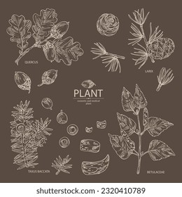 Colección de plantas cosméticas y médicas: larix, quercus, betulaceae corteza, taxus baccata. Ilustración dibujada a mano por el vector